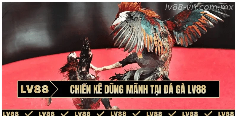 Chiến kê dũng mãnh tại đá gà LV88