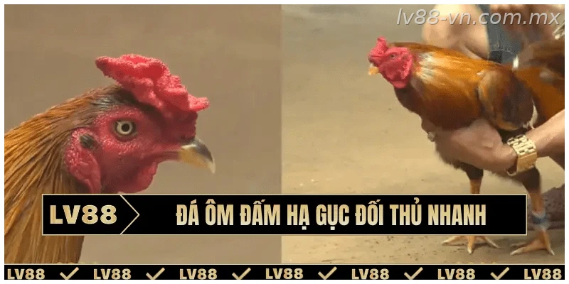 Phân tích lối đá của chiến kê trước trận đấu