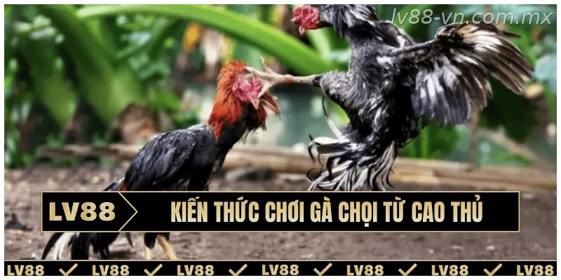 kien-thuc-choi-ga-choi-bia