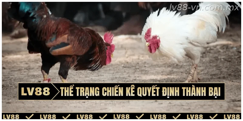 Đánh giá thể trạng chiến kê trước trận đấu
