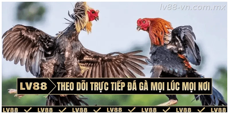 Theo dõi trực tiếp đá gà mọi lúc mọi nơi